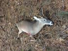 Virginia Beach swamp Buck