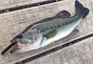 Largemouth Bass