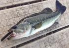 Largemouth Bass