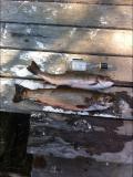 Trout run 