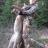 Cougar