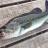 Largemouth Bass