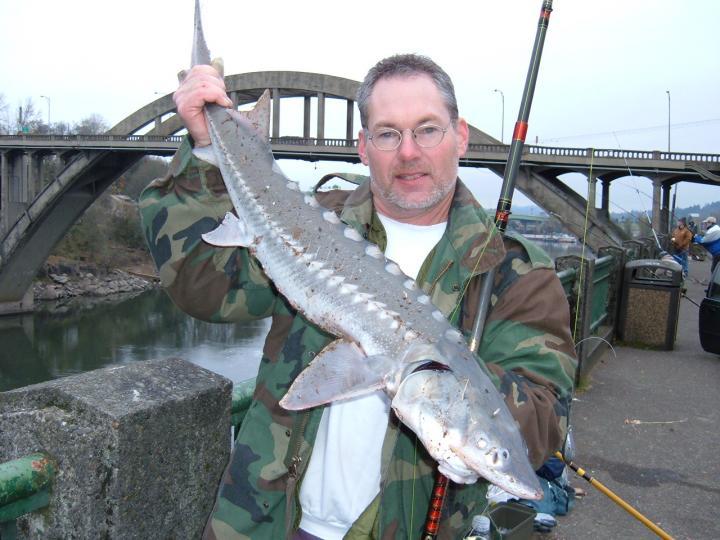 Sturgeon
