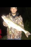 Walleye