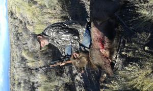First elk
