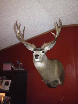 2014 15 pt mule deer