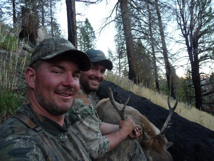 Wilderness Bull