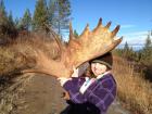 2012 Shiras Moose Antler Shed