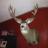 2014 15 pt mule deer
