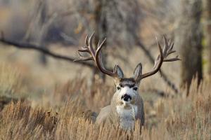 Monster Mule Deer - Jackson Hole, Wyoming.