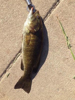 1st smallmouth