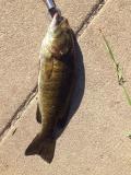 1st smallmouth