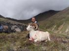 Dall Sheep