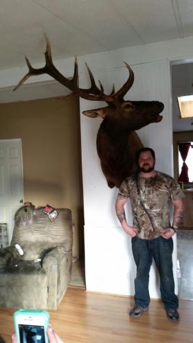archery elk 