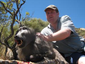 baboon male
