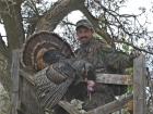 Turkeys