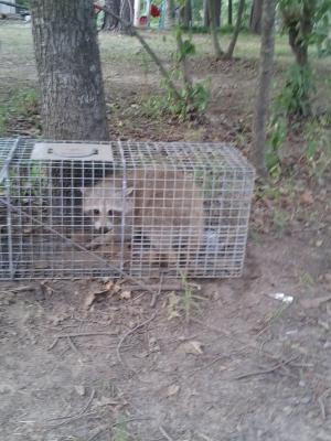 Red  raccoon 