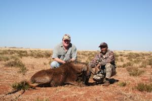 black wildebeest