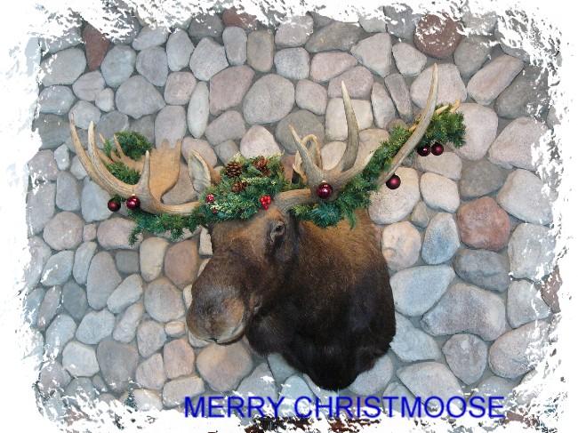 Merry Christmoose