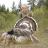 2007 Merriams turkey