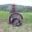 2008 Merriams turkey