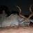 kudu