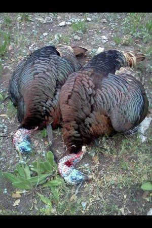 Rio Grande Turkeys