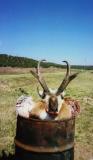 archery speed goat