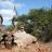 kudu bull 56 inches