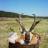archery speed goat