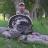 2009 Merriams turkey