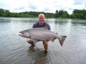 Skeena Chinook