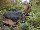 moose