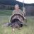 2010 Merriams turkey