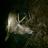 My biggest 9 point deer ever harvested 