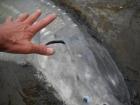 2010 Sturgeon