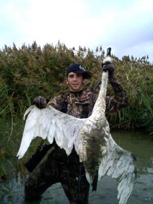 Tundra Swan 2010