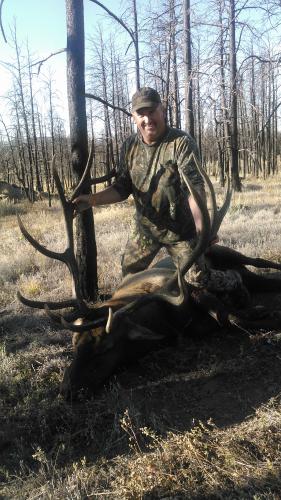 Bull elk 2016