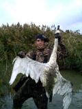Tundra Swan 2010