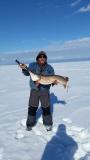 26.7lb Northern pike