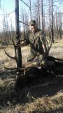 Bull elk 2016