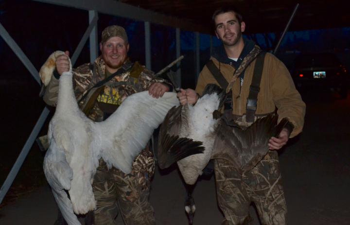 Swan and goose