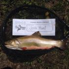 Brookie
