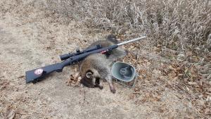 First cooncalling experience 