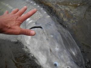 2010 Sturgeon