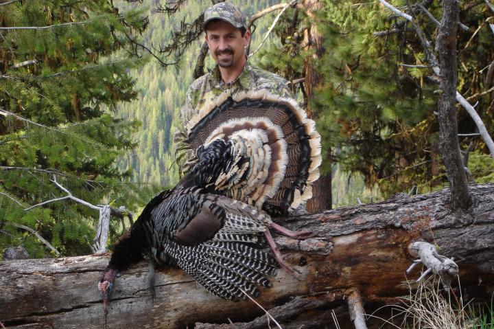 Merriams Turkey