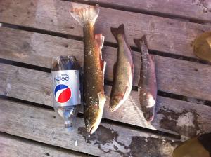 3.3 lbs trout 