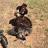 Ashley Bratton Sisk's Turkey Trophy