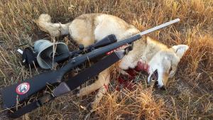 First coyote of 2016