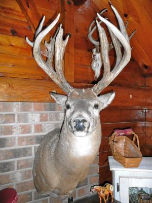 Iowa whitetail